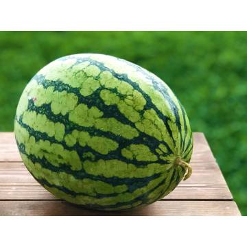 Thailand Watermelon (+-1.5- 2.5kg)  (Non Seedless)