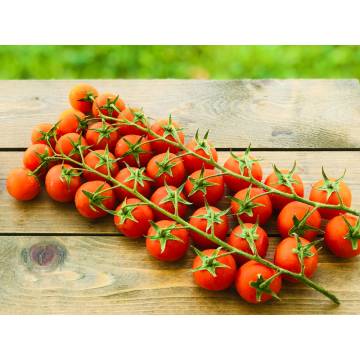 Cherry Tomato on Vine (450g)