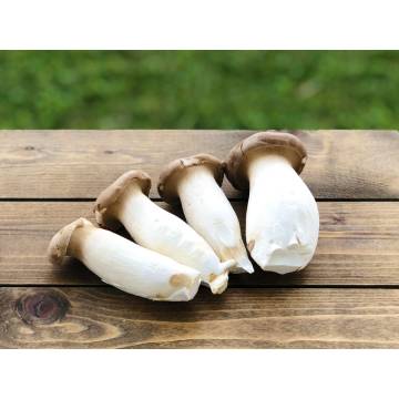 China King Oyster Mushroom (2 pkts)