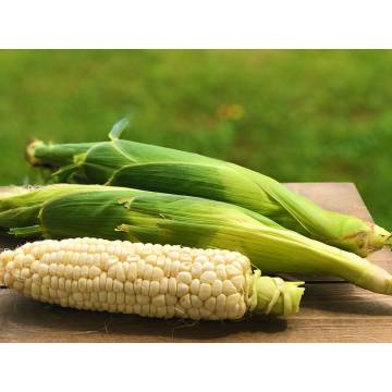 Malaysia White Corn (4 pcs)