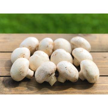(Daily Fresh) White Mushroom (box)
