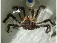(Live) Alaska King Crab  (2-3kg) (Seasonal Price) ($138/kg)