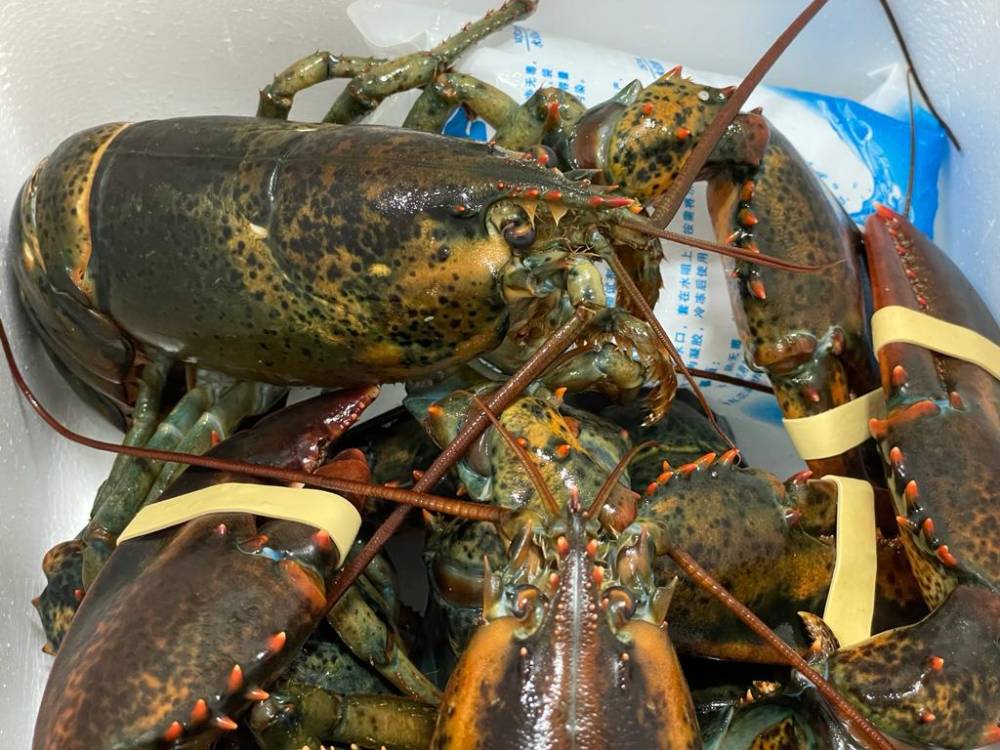 (Live) Boston Lobster (450-500g) (2pc)