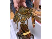 (Live) Boston Lobster (450-500g) (2pc)